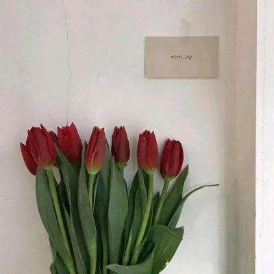 梦西行下载安装